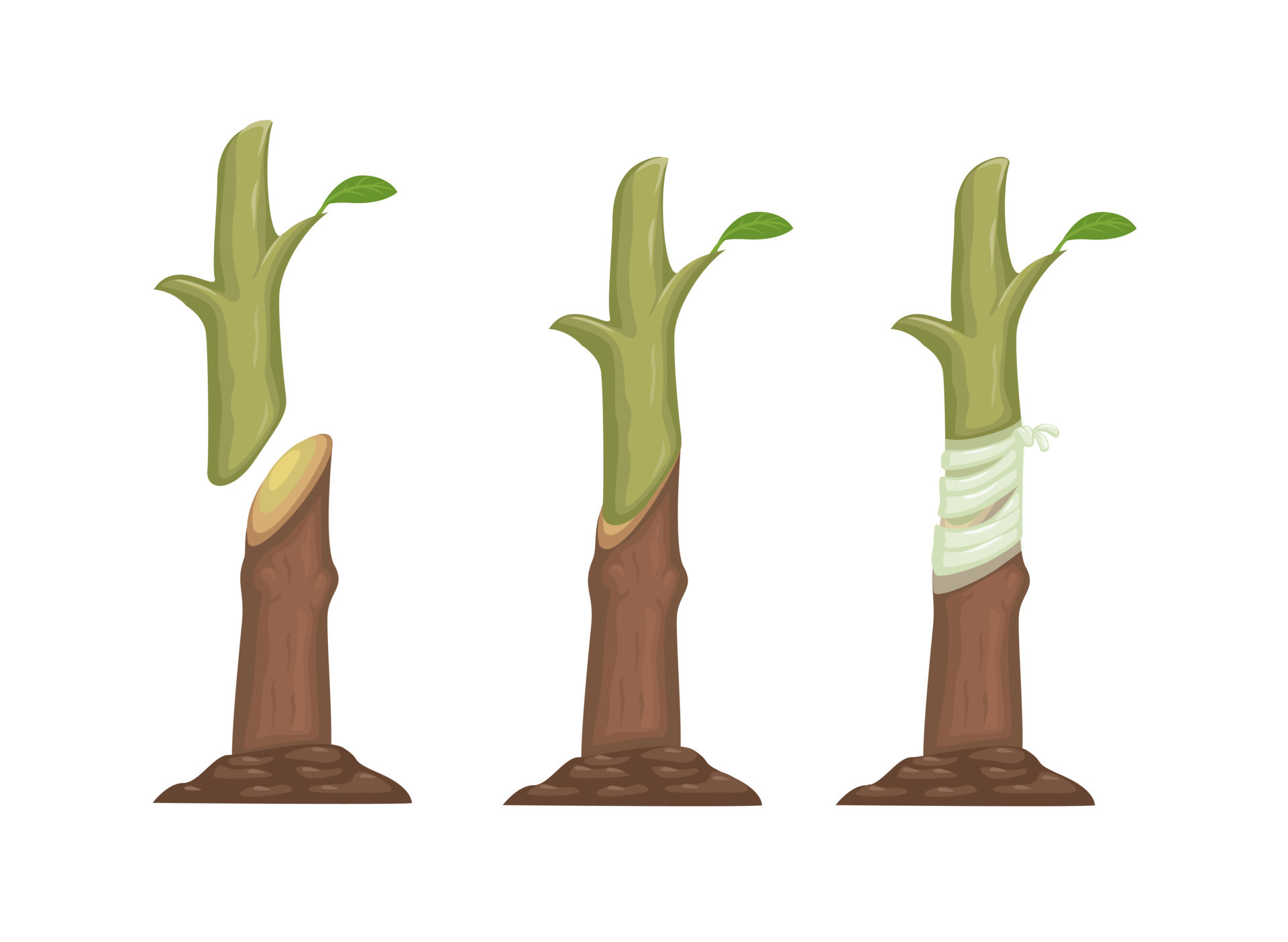 植物嫁接是什么？桃树可以长苹果？