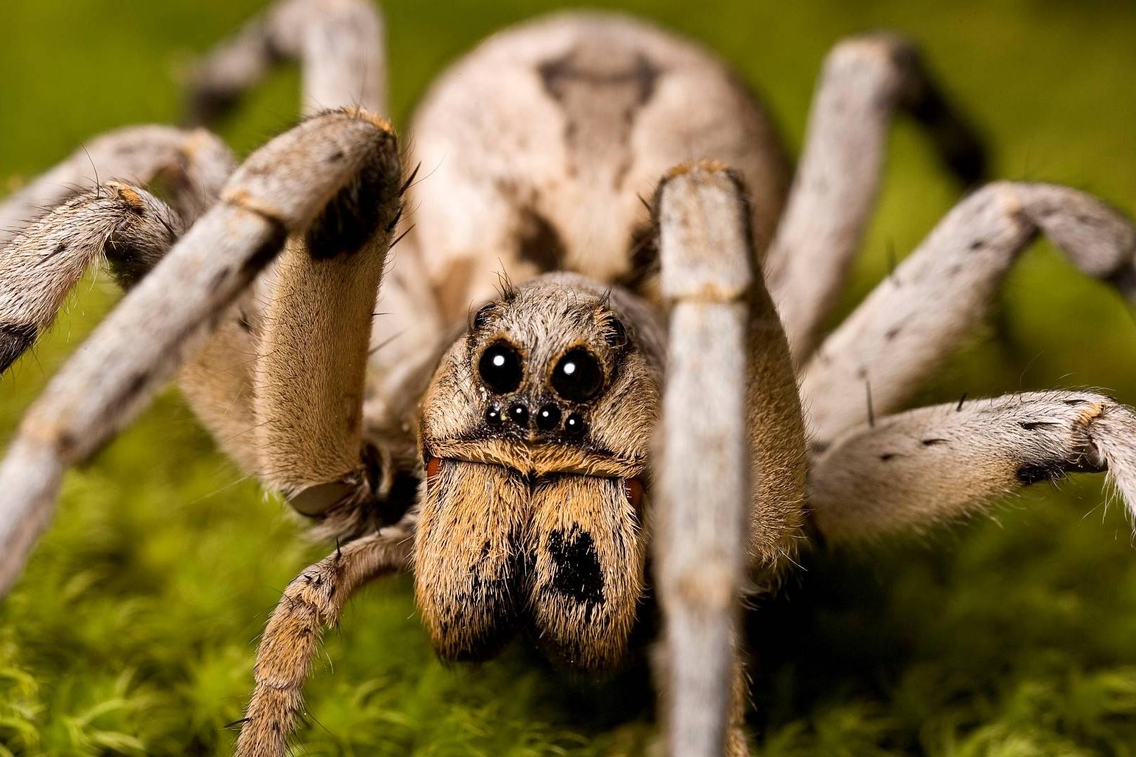 蜘蛛的种类：丰富多彩的八腿世界