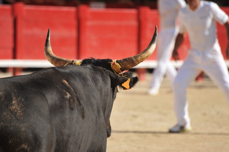 西班牙斗牛背后的文化与争议
