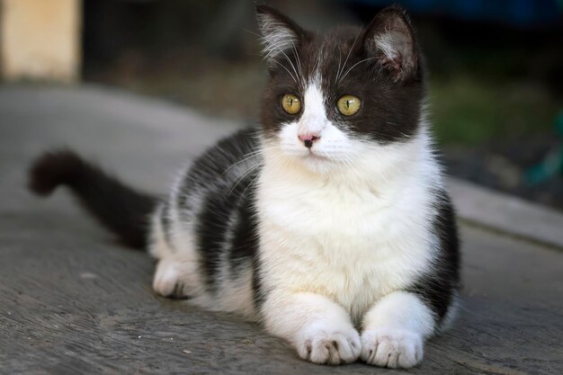 猫的落体姿势