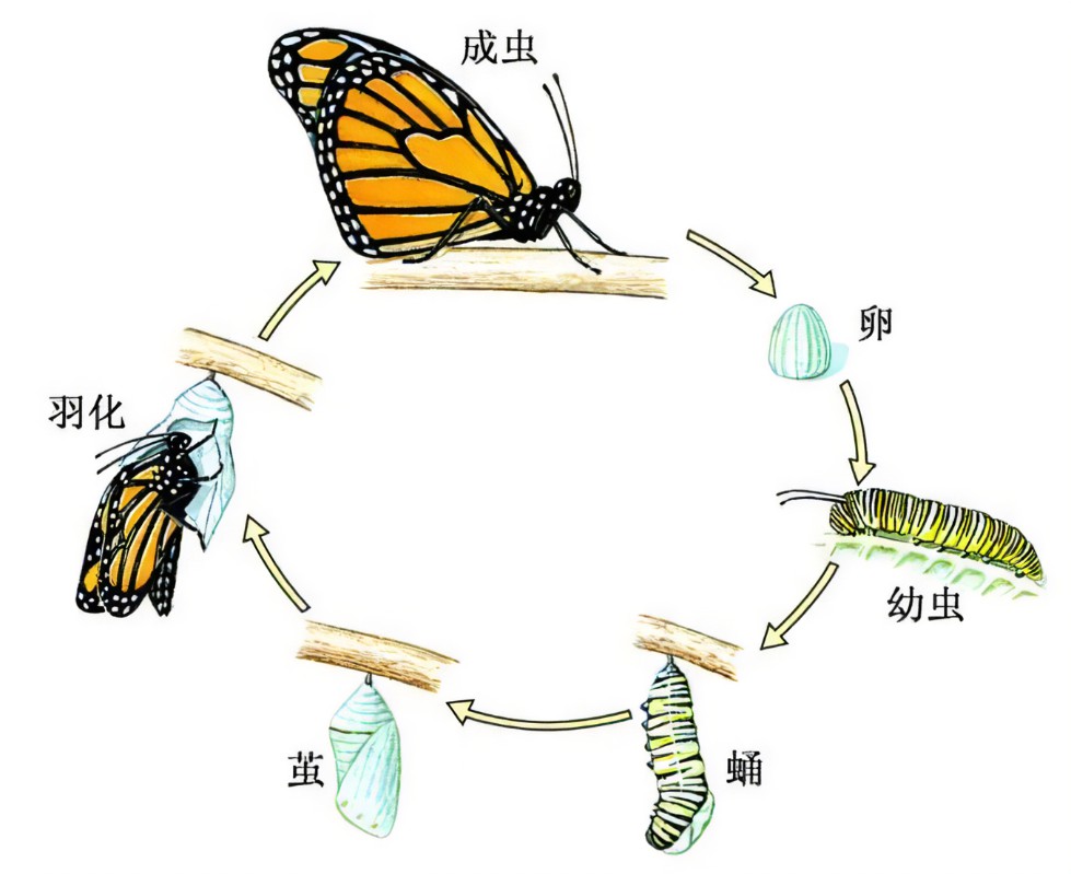 蝴蝶的生命：从卵到成虫的蜕变之旅