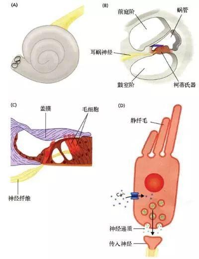 探索听觉毛细胞：揭开声音感知的微观奥秘