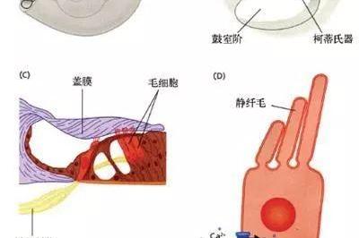 探索听觉毛细胞：揭开声音感知的微观奥秘