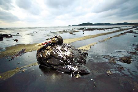 石油降解菌：海洋的 “漏油橡皮擦”