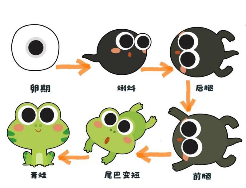 蝌蚪的成长密码：为什么先长后腿？