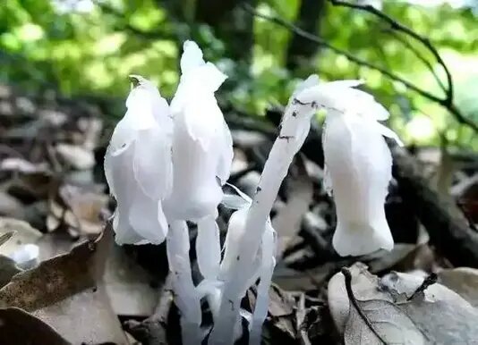 揭秘幽灵草：神秘的 “冥界之花”