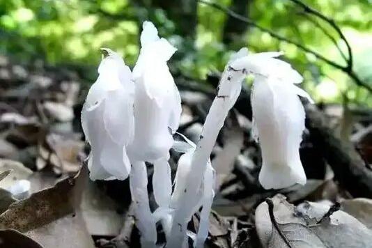 揭秘幽灵草：神秘的 “冥界之花”
