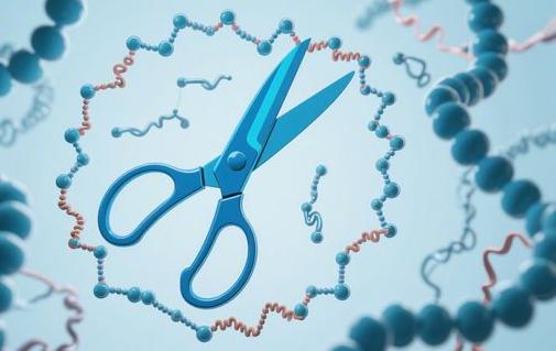 藏在洗衣粉里的 “生物剪刀”：蛋白酶如何让去污更高效？