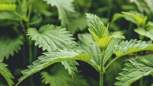 植物叶子边缘的锯齿：自然进化的生存智慧