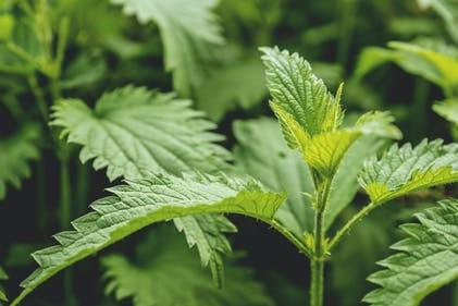 植物叶子边缘的锯齿：自然进化的生存智慧